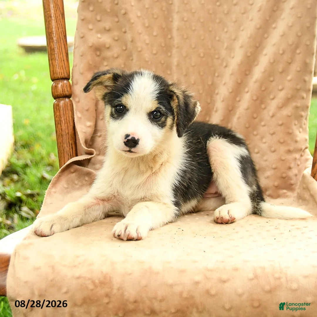 Mixed Breed dogs for sale: Fern - Ad 2