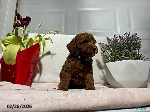Miniature Poodle dogs Prince   - Ad 2