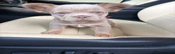 French Bulldog dogs for sale: French Bulldog 5 - Ad 3