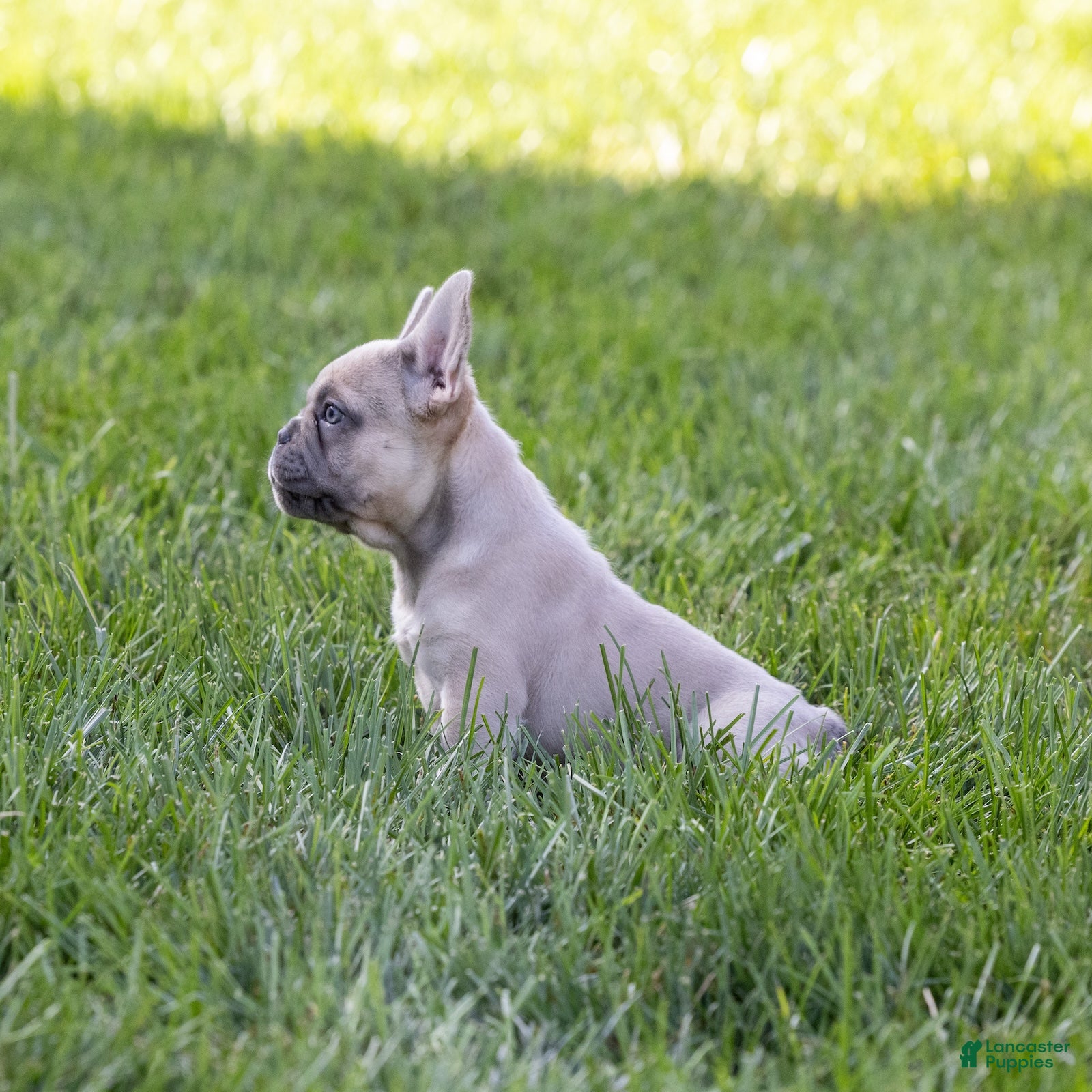 French Bulldog dogs MJ - Ad 1