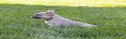 French Bulldog dogs for sale: MJ - Ad 2