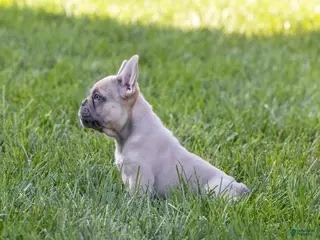 French Bulldog dogs MJ - Ad 2
