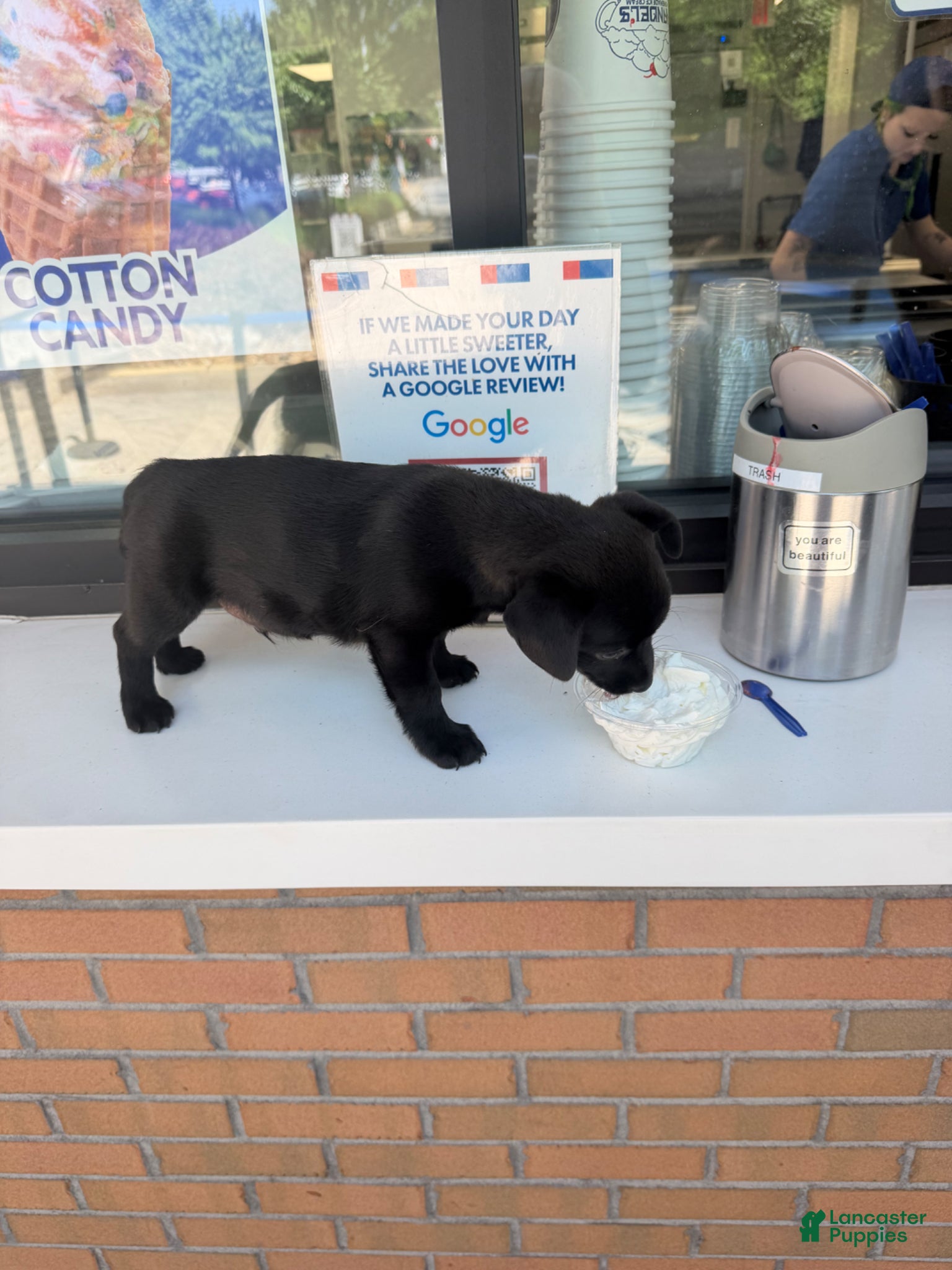 Chiweenie dogs Dachshund Puppy 1 - Ad 7