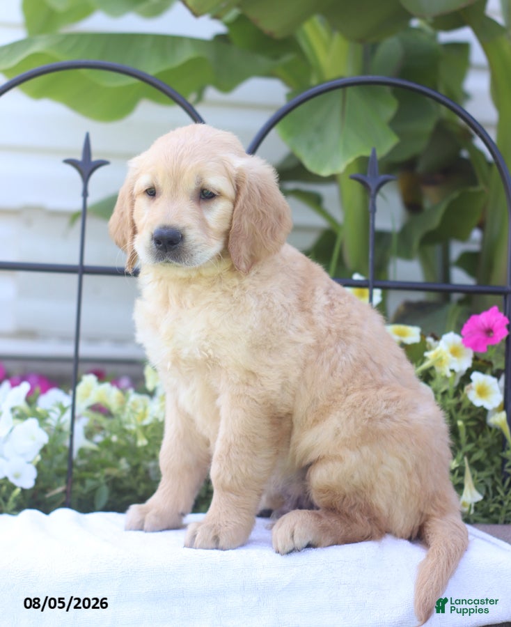 Golden Retriever dogs Charlie - Ad 2