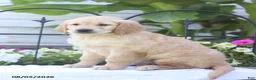 Golden Retriever dogs for sale: Charlie - Ad 2