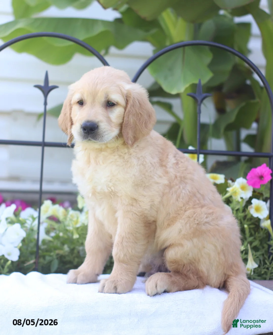 Golden Retriever dogs for sale: Charlie - Ad 2