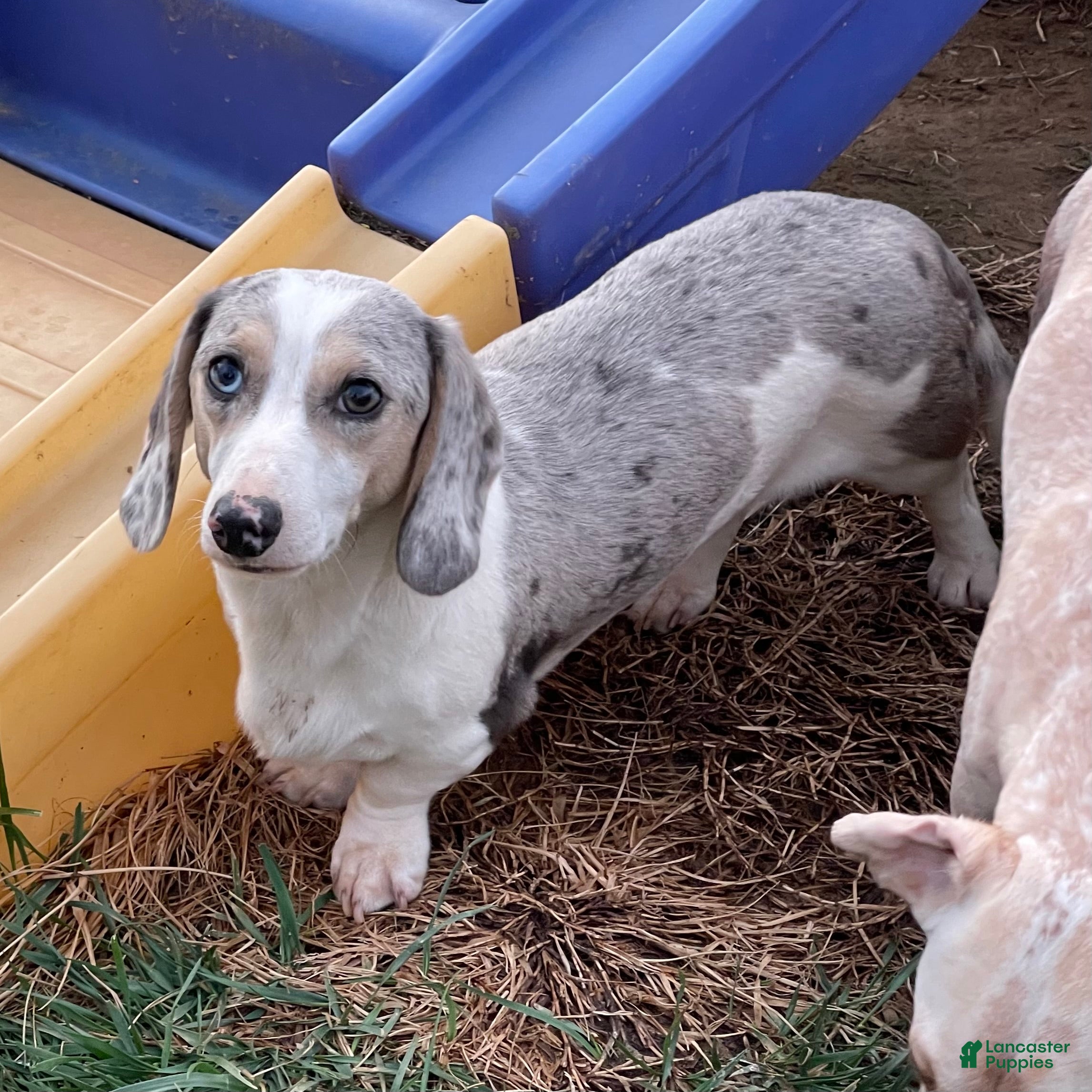 Miniature Dachshund dogs Tubbs - Ad 1