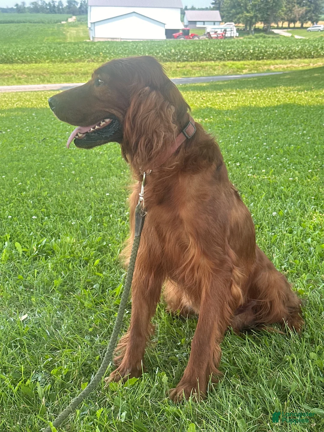 Irish Doodle dogs for sale: Maggie - Ad 20