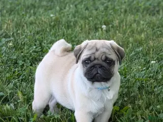 Pug dogs for sale: Rover - Ad 1