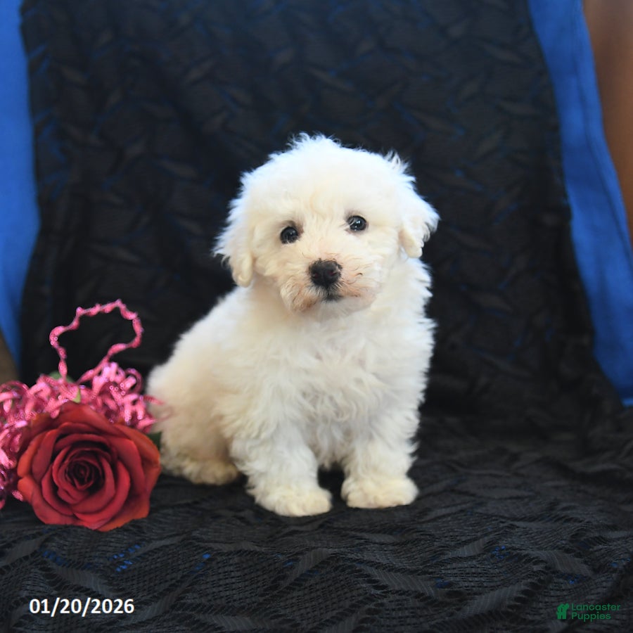 Bichon Frise dogs Peanut   - Ad 42