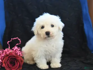 Bichon Frise dogs Peanut - Ad 32