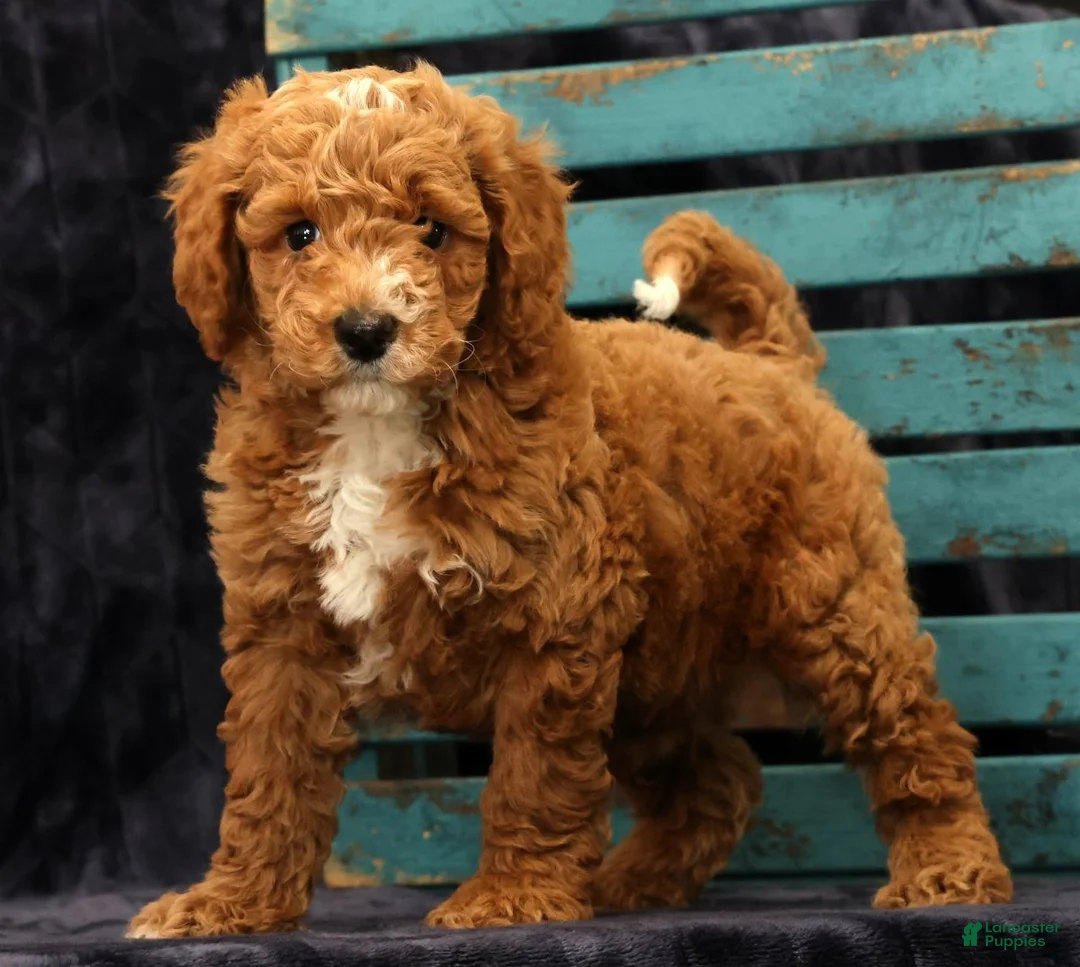 Miniature Poodle dogs for sale: Moe - Ad 1