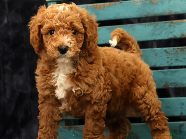 Miniature Poodle dogs for sale: Moe - Ad 1