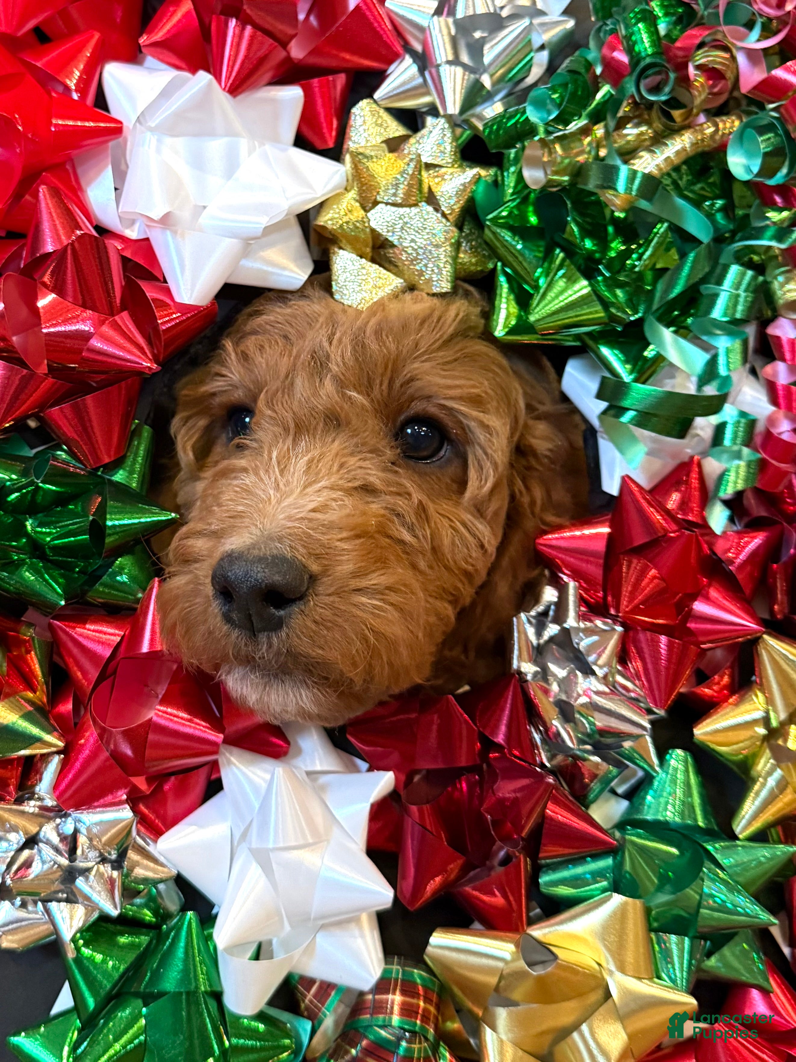 Irish Doodle dogs Ozzy - Ad 12