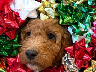 Irish Doodle dogs Ozzy - Ad 29