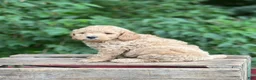 Mini Goldendoodle dogs for sale: Teddy - Ad 1
