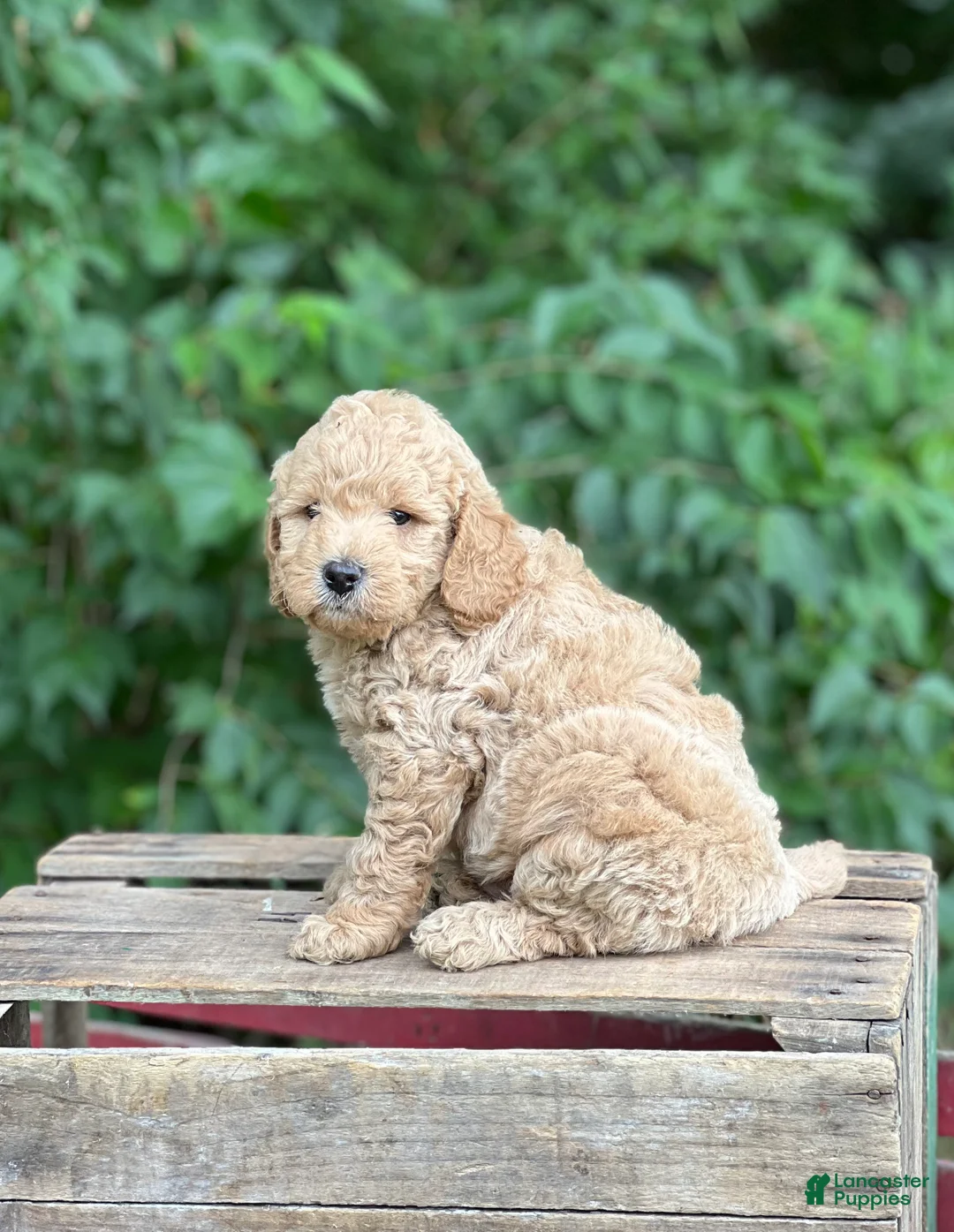 Mini Goldendoodle dogs for sale: Teddy - Ad 1