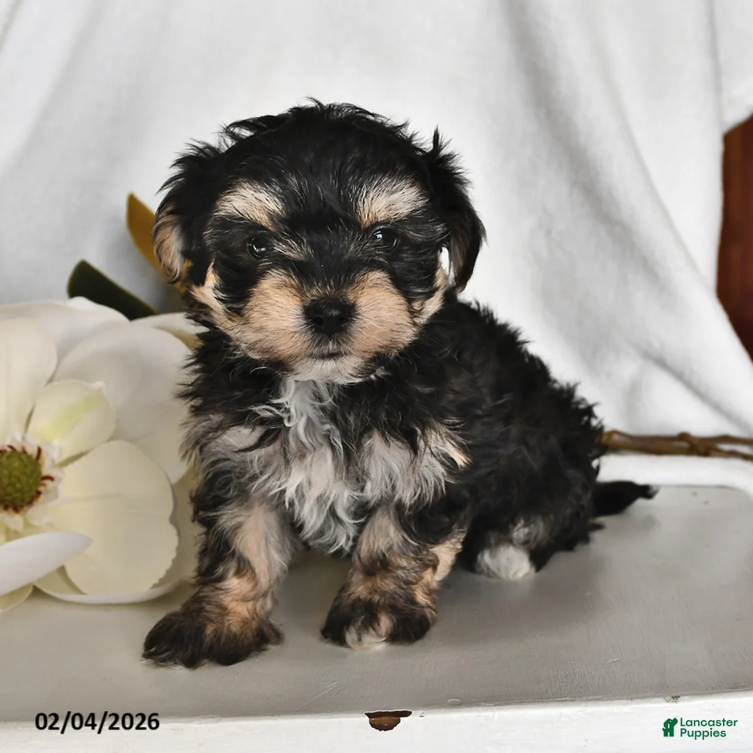 Morkie dogs for sale: Bubbles - Ad 1