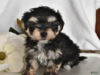Morkie dogs Bubbles - Ad 6