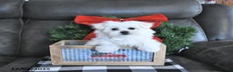 Maltese dogs for sale: Elf - Ad 2