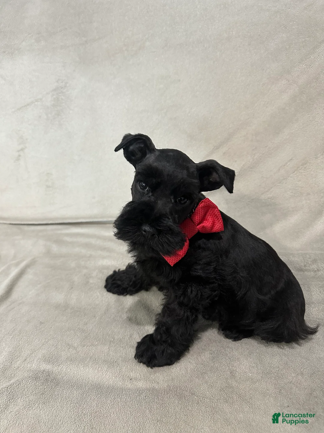 Miniature Schnauzer dogs for sale: Motley  - Ad 3