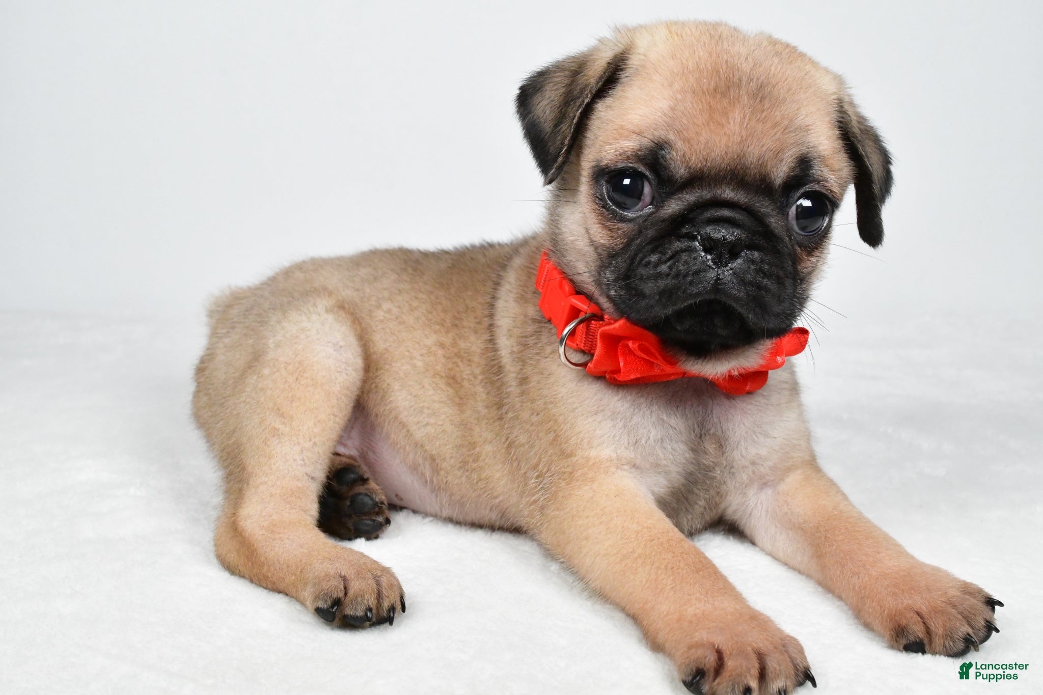 Pug dogs Axel - Ad 1