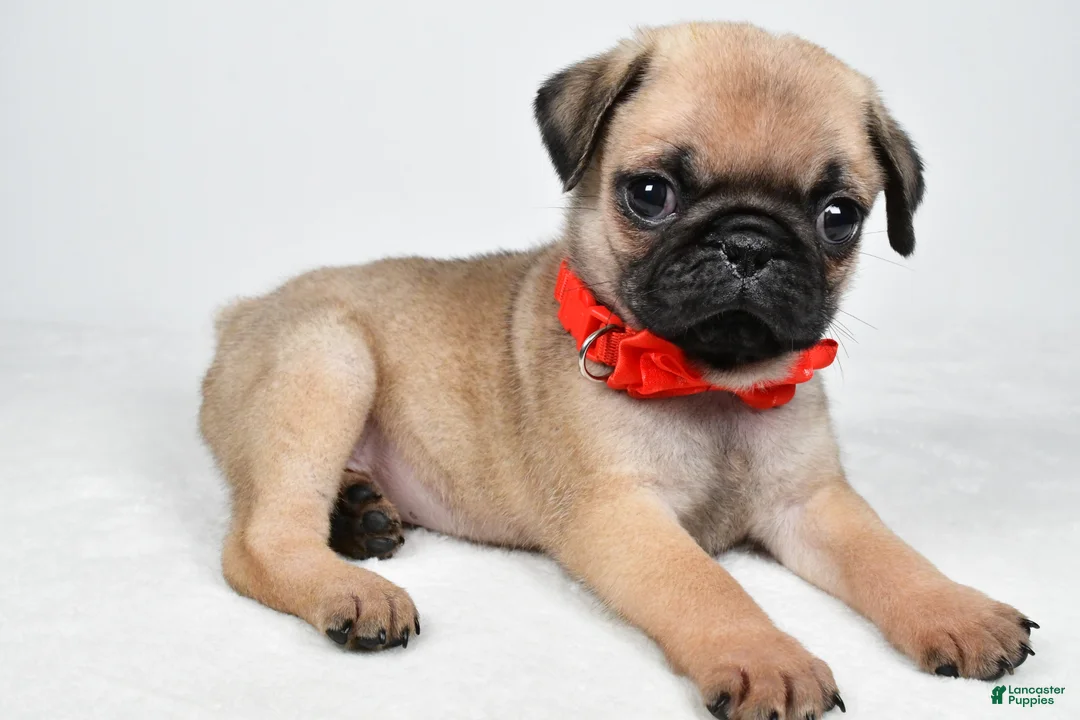 Pug dogs for sale: Axel - Ad 1