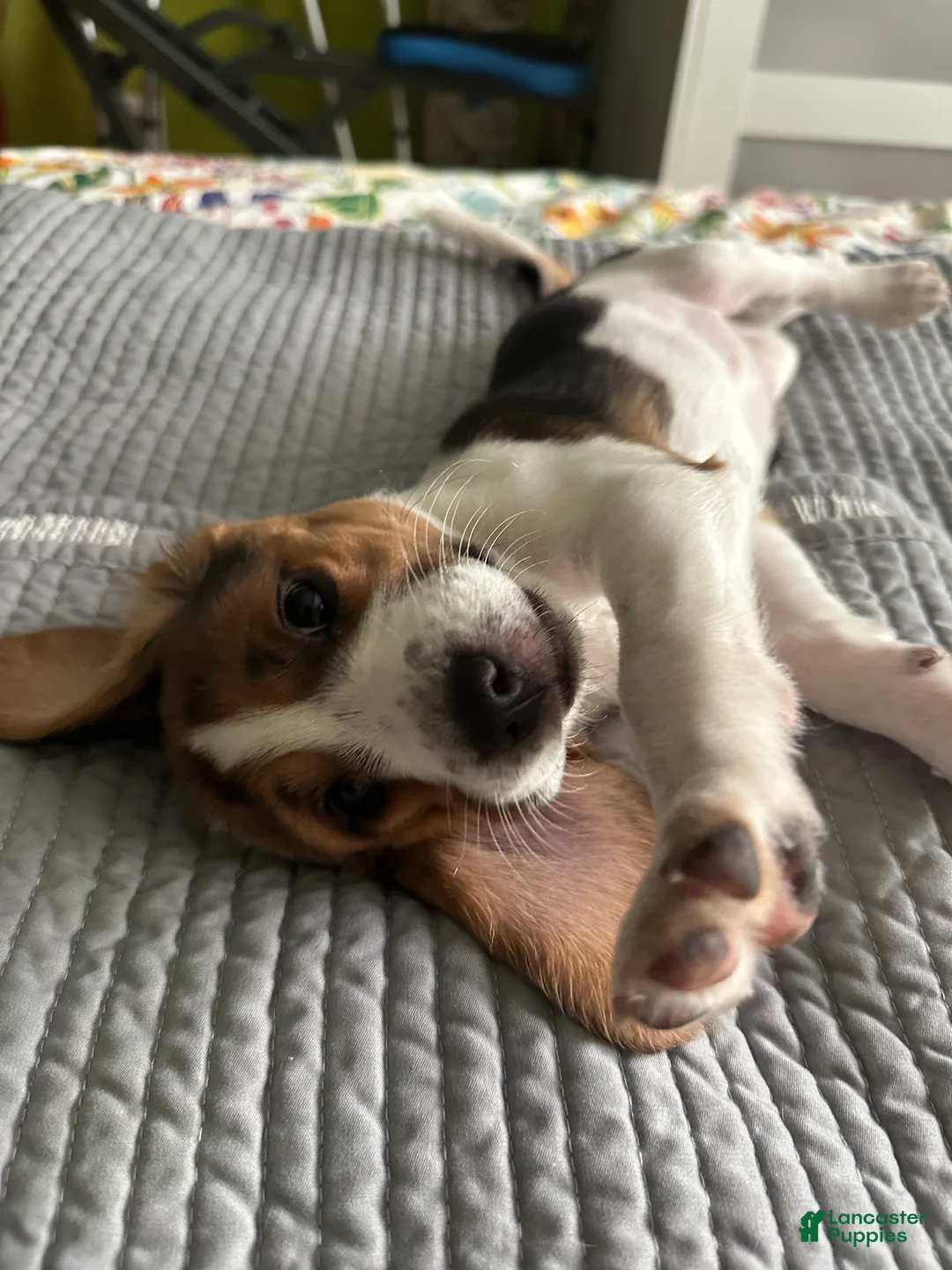Beagle dogs for sale: Julieta - Ad 2