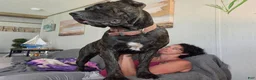 Cane Corso dogs for sale: Cane Corso 2 - Ad 62