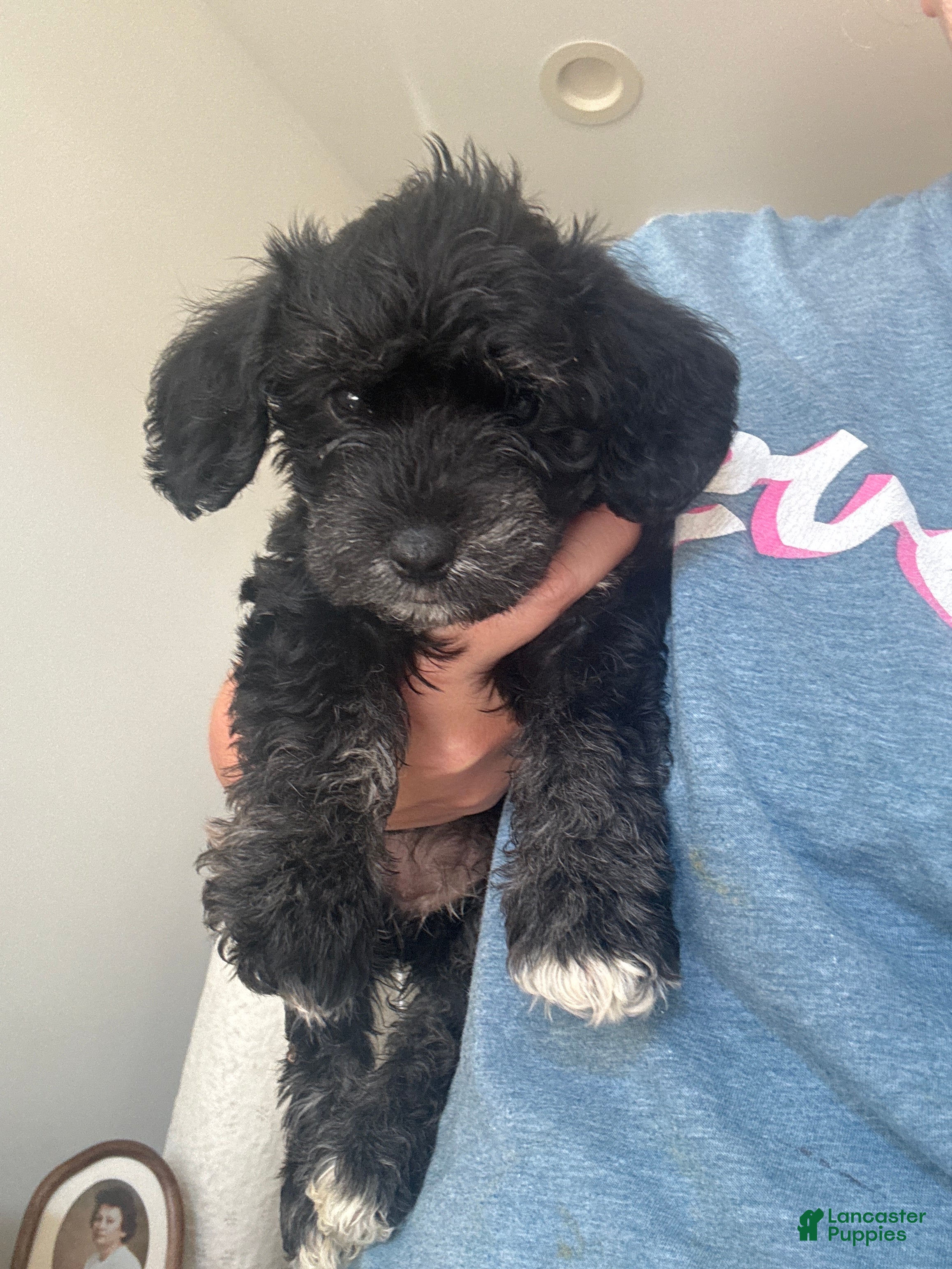 Schnoodle dogs Cardi B  - Ad 37
