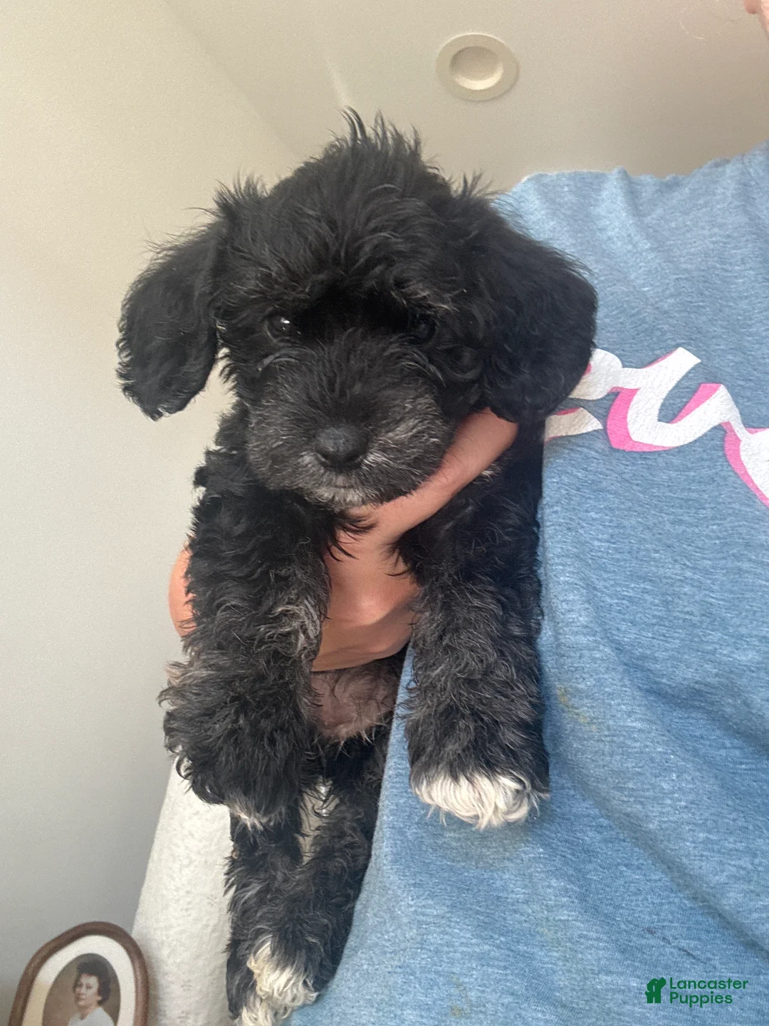 Schnoodle dogs for sale: Cardi B  - Ad 1