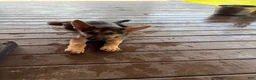 German Shepherd dogs for sale: Diesel - Ad 4