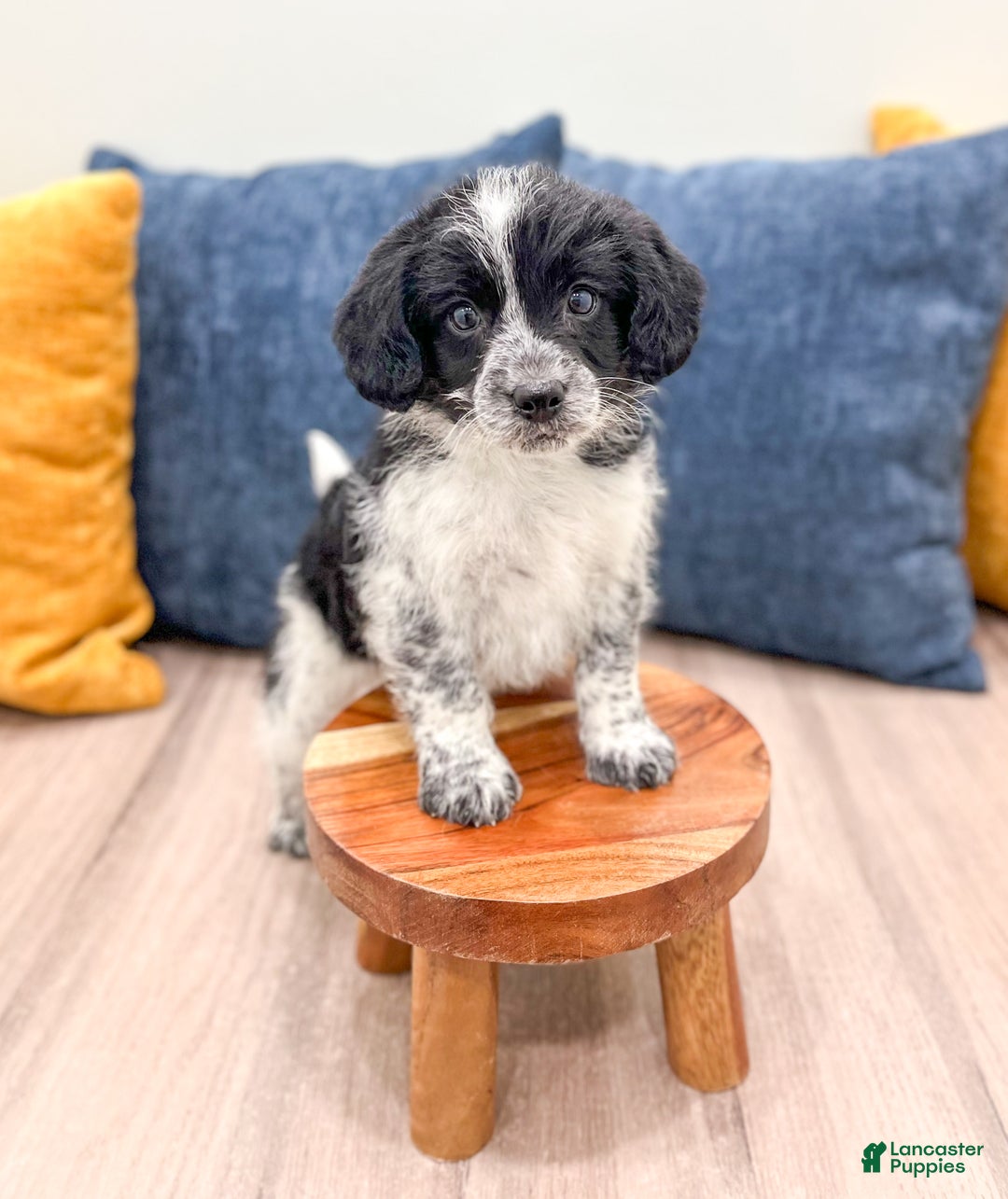 Beaglier dogs for sale: Jenny - Ad 2