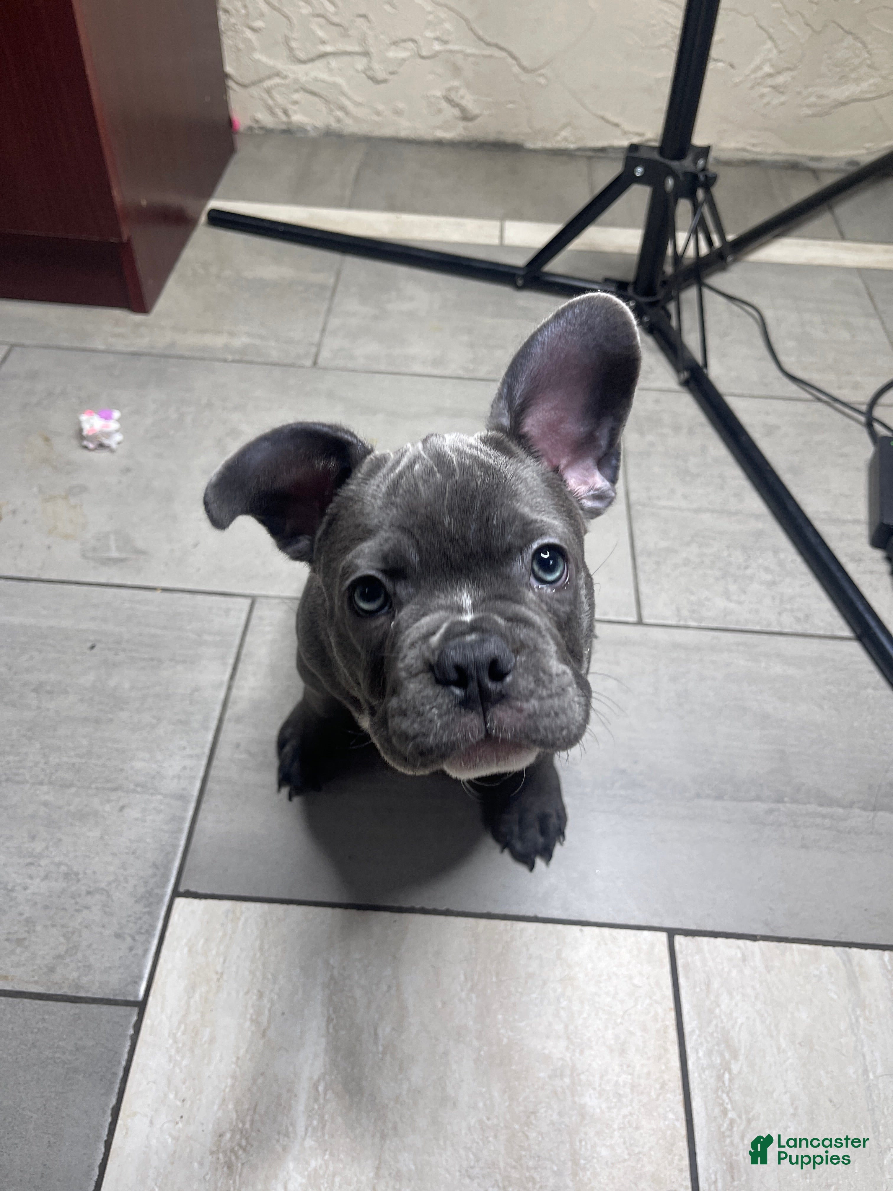 French Bulldog dogs Lola - Ad 1