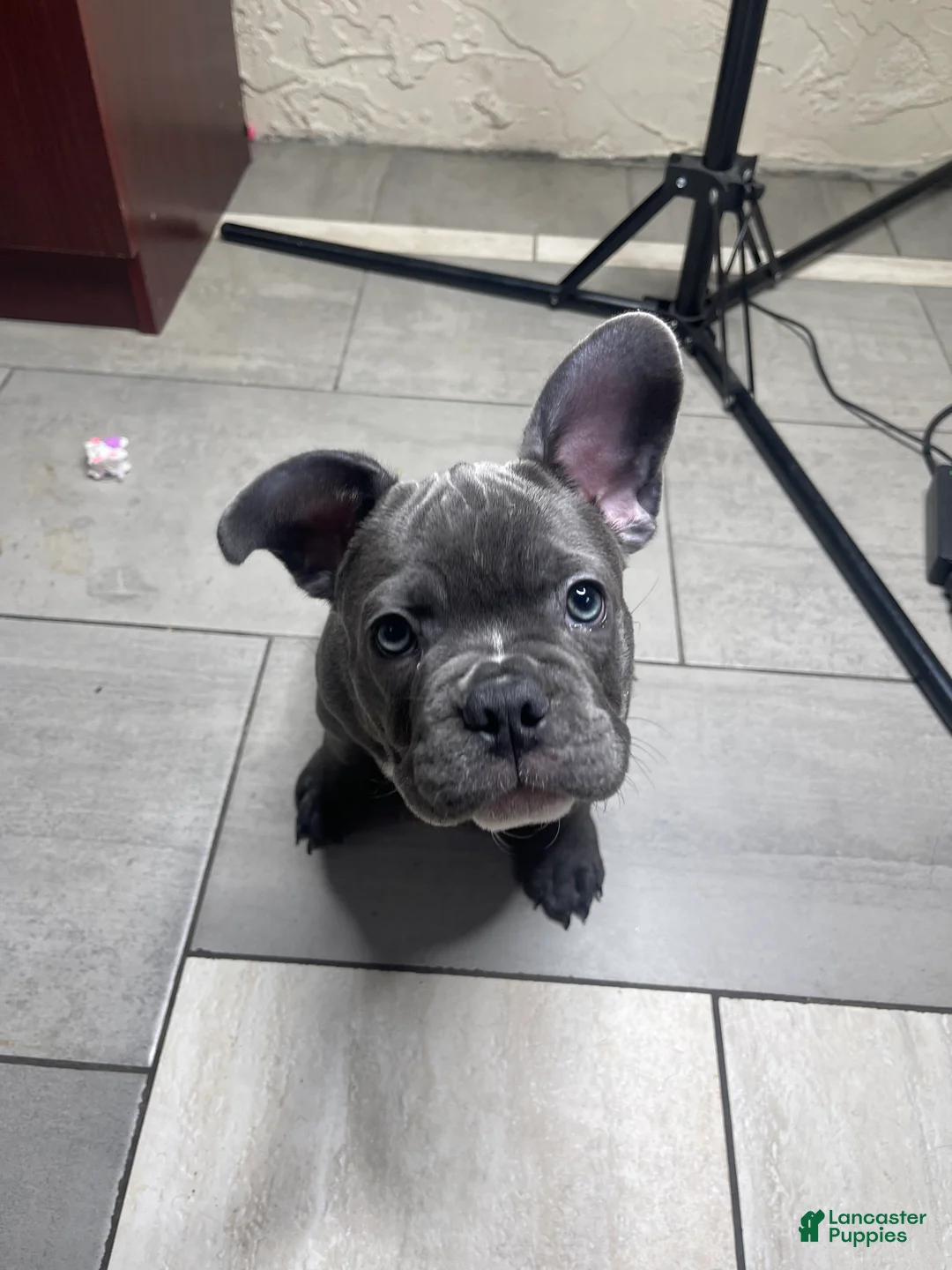 French Bulldog dogs for sale: Lola - Ad 1