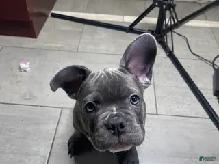 French Bulldog dogs for sale: Lola - Ad 2