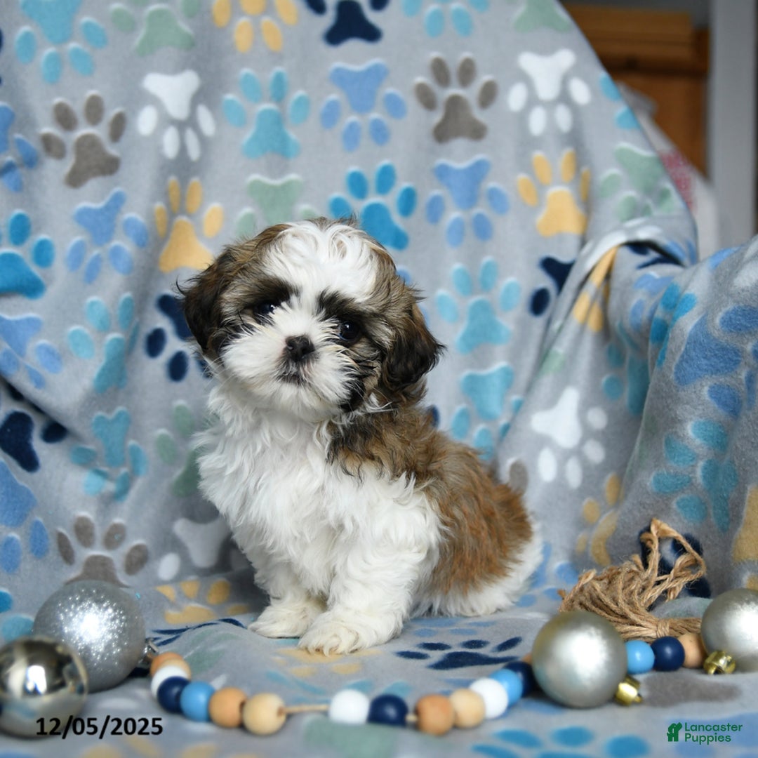 Shih Tzu dogs for sale: Joseph - Ad 1