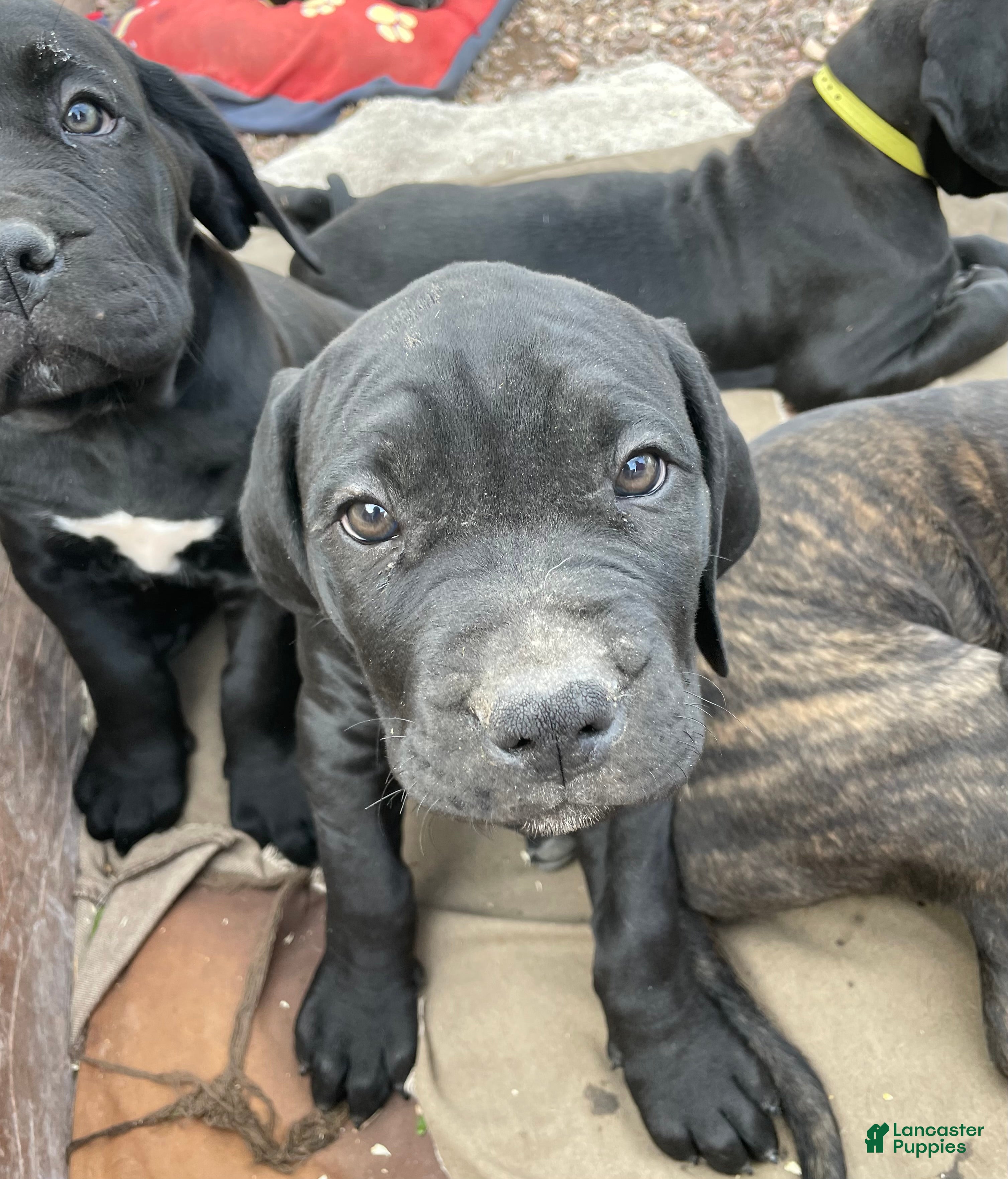 Cane Corso dogs Cane Corso Puppy 8 - Ad 1
