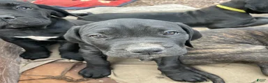 Cane Corso Puppy 8