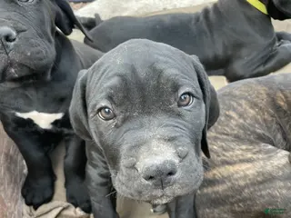 Cane Corso dogs for sale: Cane Corso Puppy 8 - Ad 4