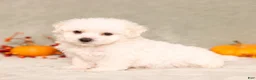 Bichon Frise dogs for sale: Quincey - Ad 4