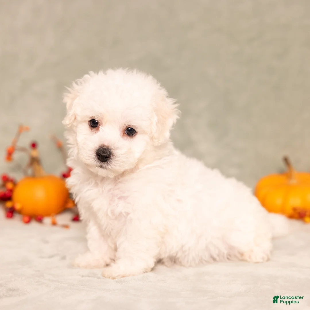 Bichon Frise dogs for sale: Quincey - Ad 4