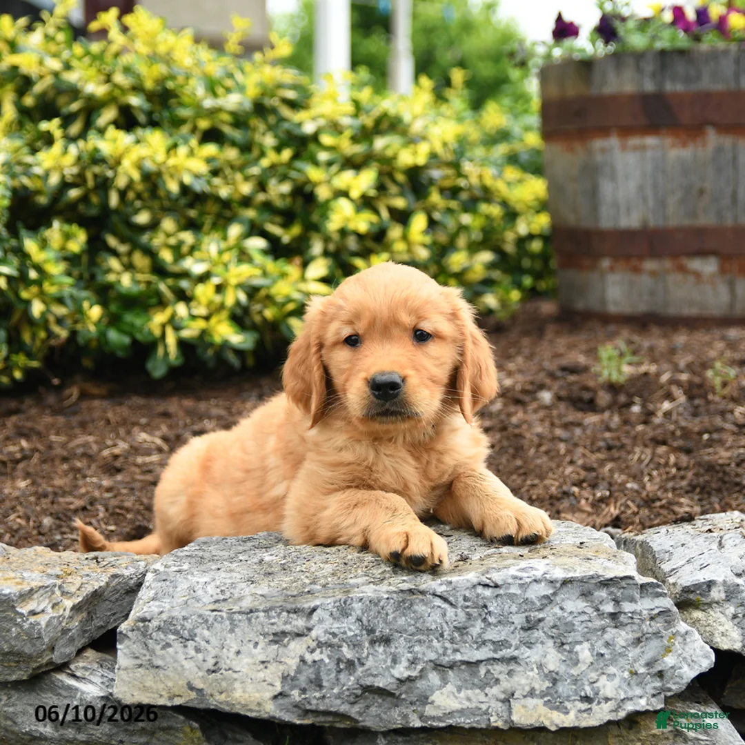 Golden Retriever dogs for sale: Juno - Ad 2