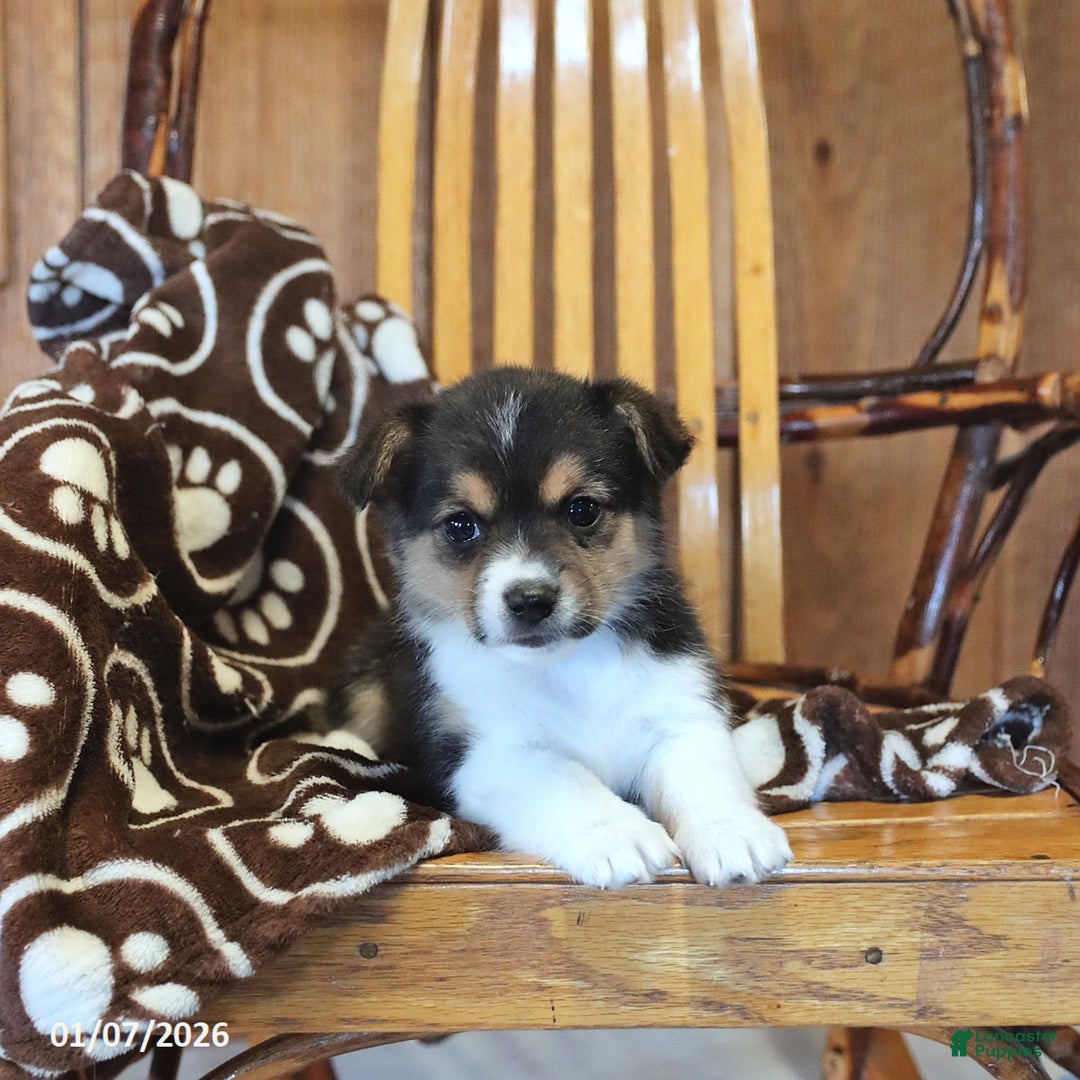 Mixed Breed dogs for sale: Alexis - Ad 5