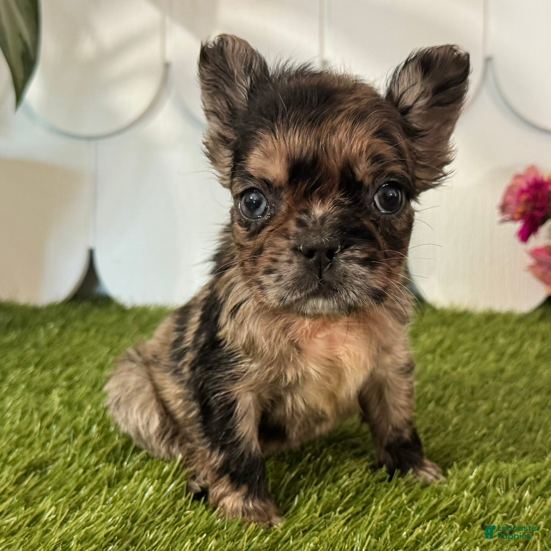 French Bulldog dogs Harper - Ad 1