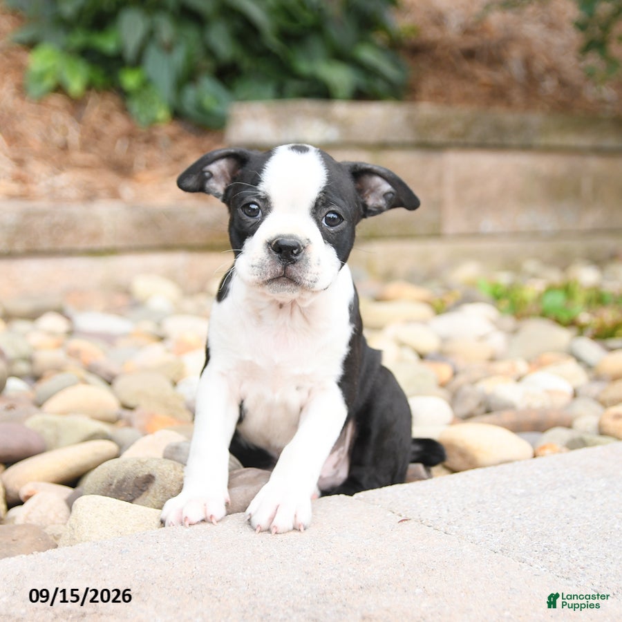Boston Terrier dogs Monty - Ad 2