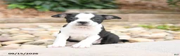 Boston Terrier dogs for sale: Monty - Ad 2