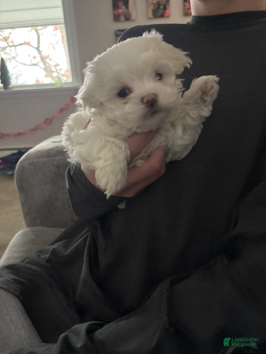 Maltipoo dogs for sale: Maltipoo Puppy 2 - Ad 1