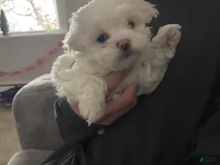 Maltipoo dogs Maltipoo Puppy 2 - Ad 33