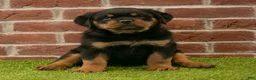Rottweiler dogs for sale: Ranger - Ad 3